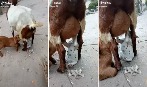 Cachorro aprovecha para tomar leche cuando una cabrita daba de lactar a su bebé