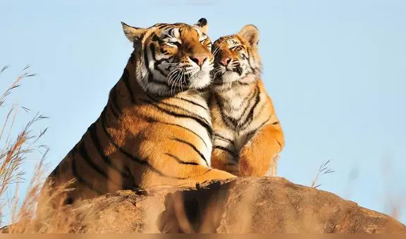 Soñar con tigres: ¿cuáles son las razones y su significado?