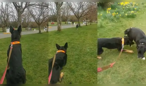Perrito se encuentra con su ‘mejor amigo’ después de 7 meses y cautiva a miles en YouTube