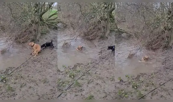 Perrito corre hacia a un río y se esfuerza por llevarse un pedazo de madera de un árbol