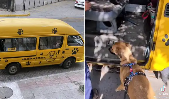 Perrito sube al bus para ir a la escuela canina con sus ‘compañeros’ y cautiva en Twitter
