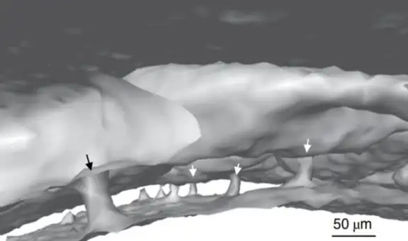 Los ‘túneles secretos’ que unen al cráneo con el cerebro para ayudarnos a sobrevivir