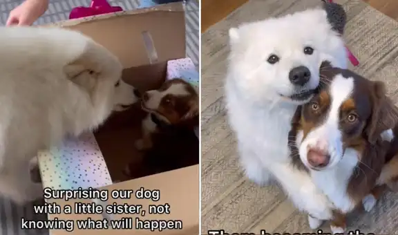 Perrita conoce a su nueva ‘hermanita’ y cautiva a miles en TikTok con su reacción