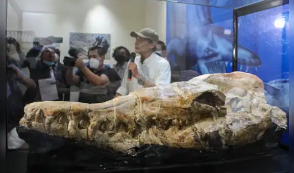 Científicos de San Marcos descubren en Ica un “monstruo marino” de 36 millones de años