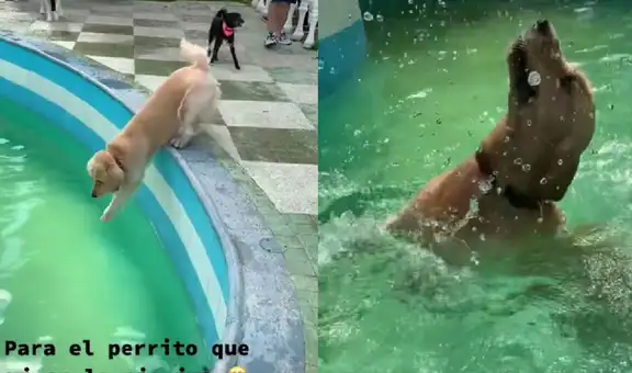 Perrito enamora a miles en TikTok por emocionarse al meterse a la piscina a jugar