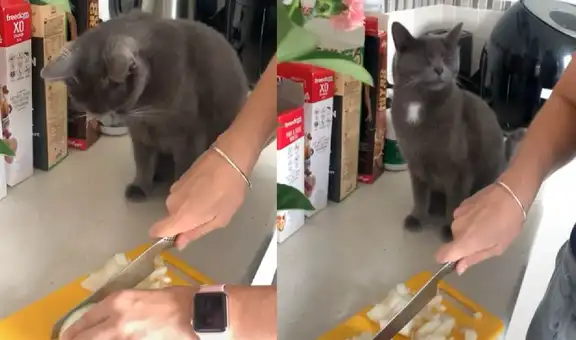Gatito intenta ‘ayudar’ a su dueña a cocinar, pero termina ‘llorando’ cuando cortan las cebollas