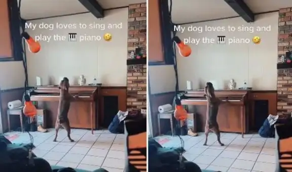 Escucha sonidos en su sala, sale a averiguar y encuentra a su perro ‘tocando’ el piano