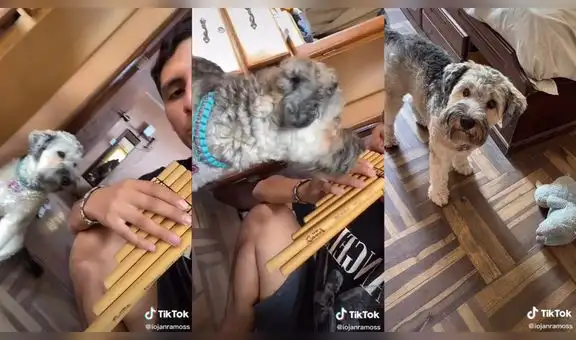 Joven hace que su perrita escuche el sonido de una zampoña y su reacción cautiva en TikTok