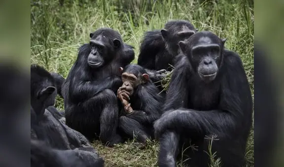 Soñar con monos: ¿cuáles son los significados que tiene?