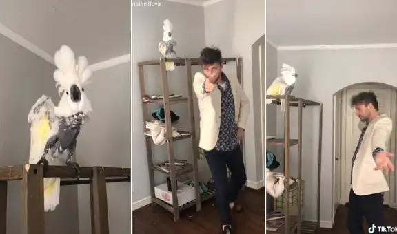 Cacatúa baila junto a su dueño y cautiva a miles en TikTok con sus divertidos pasos