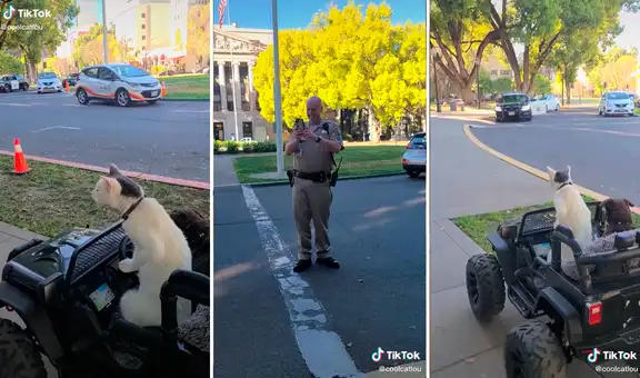 Perro y gato dejan las correas de lado y salen a pasear en su propio auto