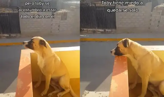 Perrito se entristece al ver a su dueño irse a su primer día de clases