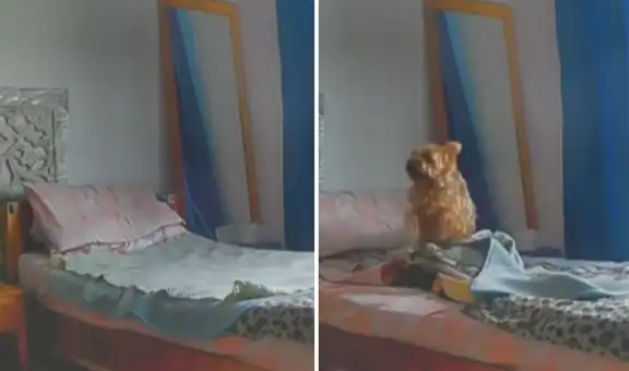 Coloca cámara oculta en su habitación y descubre las travesuras de su perrito cuando está solo
