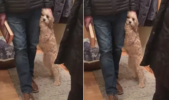 Perrito se entera que su dueño saldrá de casa y tiene tierna conducta para ‘retenerlo’