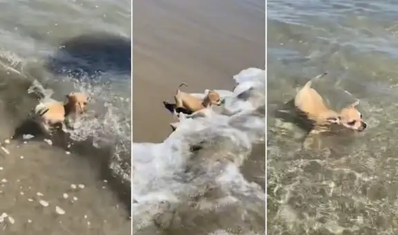 Cachorrita disfruta de su primera vez en el mar y demuestra ser una buena nadadora