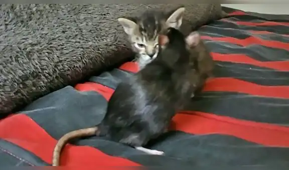 Gatito conoce a sus ‘amigos’ roedores por primera vez y su reacción se viraliza en TikTok