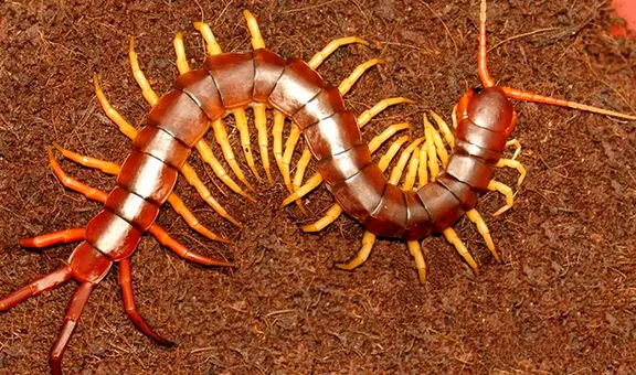 ¿Qué significa soñar con ciempiés? Conoce todas sus interpretaciones