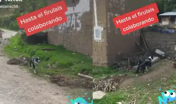 Perrito causa ternura en TikTok al ayudar a su dueño a jalar varias ramas de eucalipto