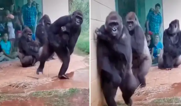 La sorprendente reacción de unos gorilas para evitar mojarse con la lluvia cautiva en TikTok