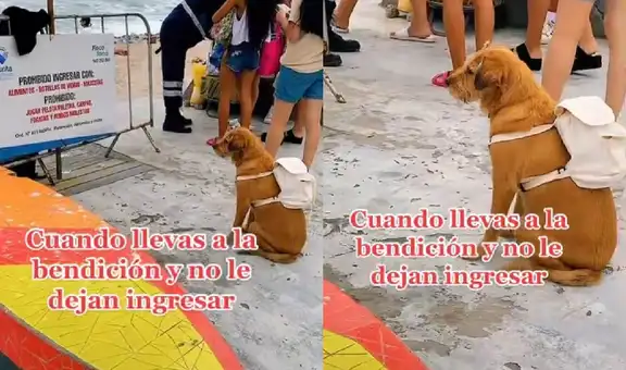 Perro llega con mochila a la playa, pero descubre que está prohibido el ingreso de mascotas