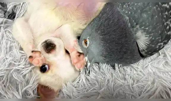 La adorable amistad entre un perrito y una paloma que conmueve a miles en Facebook