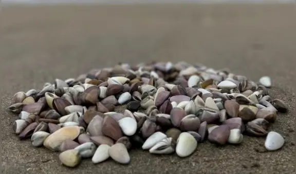 Invertirán S/ 2 millones para potenciar mercado de palabritas en el norte del país