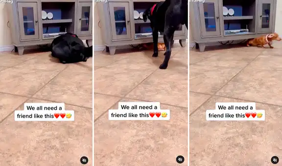 Perrito ayuda a su compañero a sacar pelota atrapada debajo de mueble y salen juntos a jugar