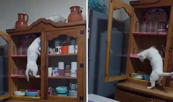 Gato destroza la alacena al sacar su taza favorita y hace reír a miles en TikTok