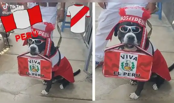 Perrito disfrazado de hincha peruano conquista a miles de usuarios en TikTok