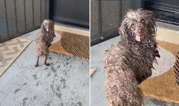 Perrito asombra con curiosa reacción cuando su dueña lo regaña por ingresar a la piscina 