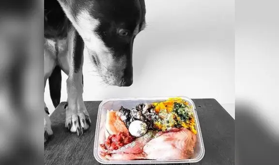 Salud canina: ¿es bueno darle hígado de pollo a nuestras mascotas?