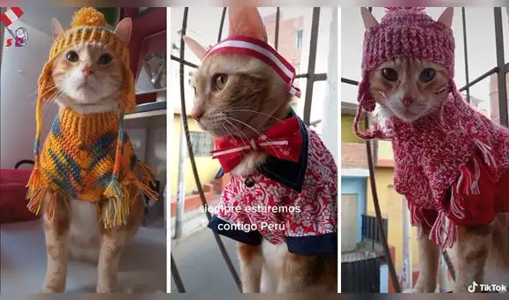 Bruno, el gatito peruano que conquista a miles en TikTok con sus lindos atuendos