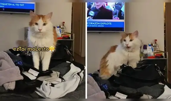 Gato se ‘queja’ con sus dueños por adoptar a otro felino y dejar de engreírlo como antes