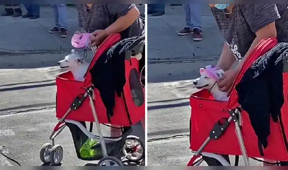 Perrito que usa gorra y pasea en cochecito conquista a miles de usuarios en TikTok