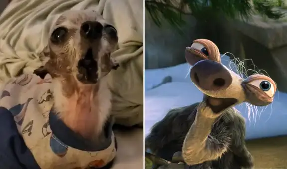 Perrito es comparado en TikTok con la abuelita de Sid, personaje de “La era del hielo”