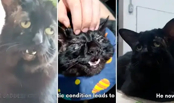 Gato con la mirada más triste del mundo conmueve a los usuarios en YouTube