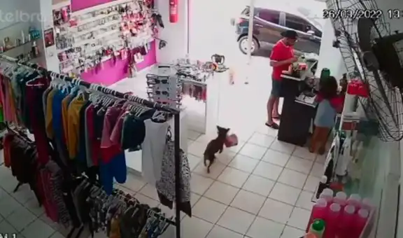 Cámara de seguridad registra momento en que perrito se ‘roba’ el peluche de una tienda