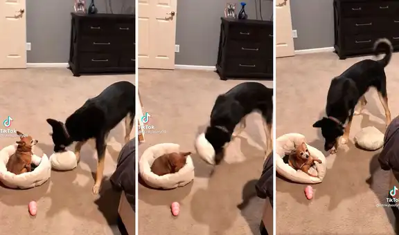 Perro golpea de casualidad a su ‘hermano menor’, se da cuenta y trata de disculparse 