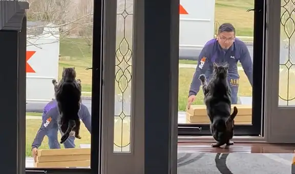Gato salta sobre la puerta de vidrio de su casa para asustar a repartidor