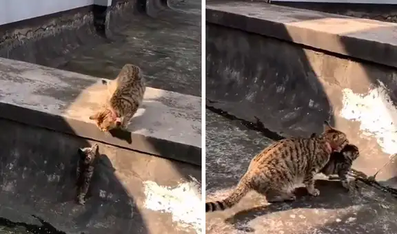 Gatita hace hasta lo imposible para no separarse de su cría que no podía cruzar un muro  