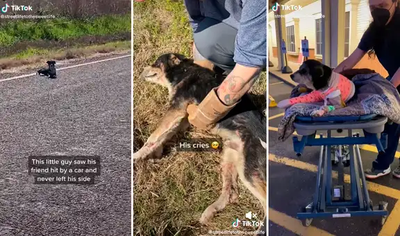 Perrito intenta llamar la atención de conductor para que rescate a su amigo atropellado
