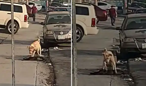 Perro conmueve en YouTube al tratar de reanimar a su ‘amigo’ que fue atropellado por un auto