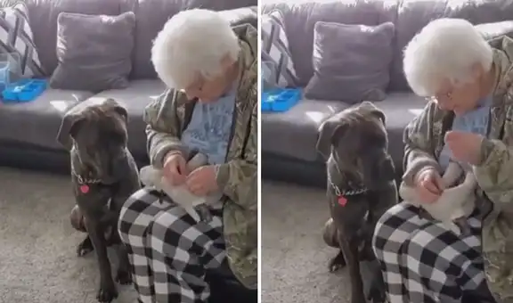 Perrito espera que su ‘abuela’ termine de coser su peluche favorito y conmueve en Facebook