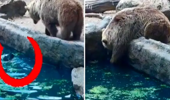 Oso pardo es captado rescatando a un cuervo que estaba ahogándose en una laguna