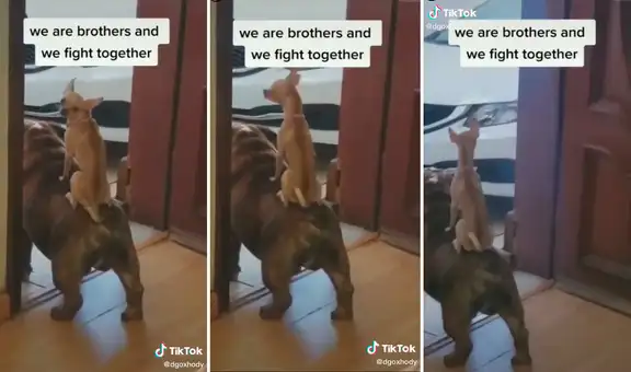Perro aprovecha el lomo de su compañero para sentirse protegido y salir a ladrar juntos