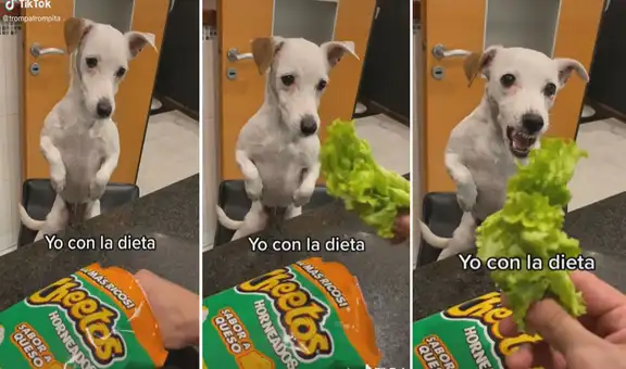 Perro cree que su dueño le dará un snack, pero enfurece al ver que era una verdura