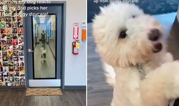 Perrito salta de emoción cuando su dueño lo recoge de la guardería y escena cautiva en TikTok
