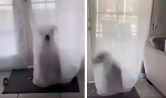 Perrito juega a las escondidas y cree que es ‘invisible’ al colocarse detrás de la cortina