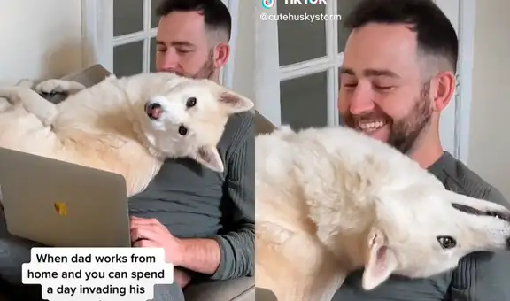 Perrita hace reír a TikTok al echarse frente a la laptop de su dueño y no dejarlo trabajar