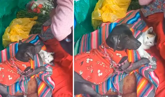 Perro y gato acompañan a su dueña todos los días a vender sus productos en la calle